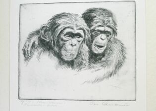Otto Quante - Vaganten - Schimpansen
